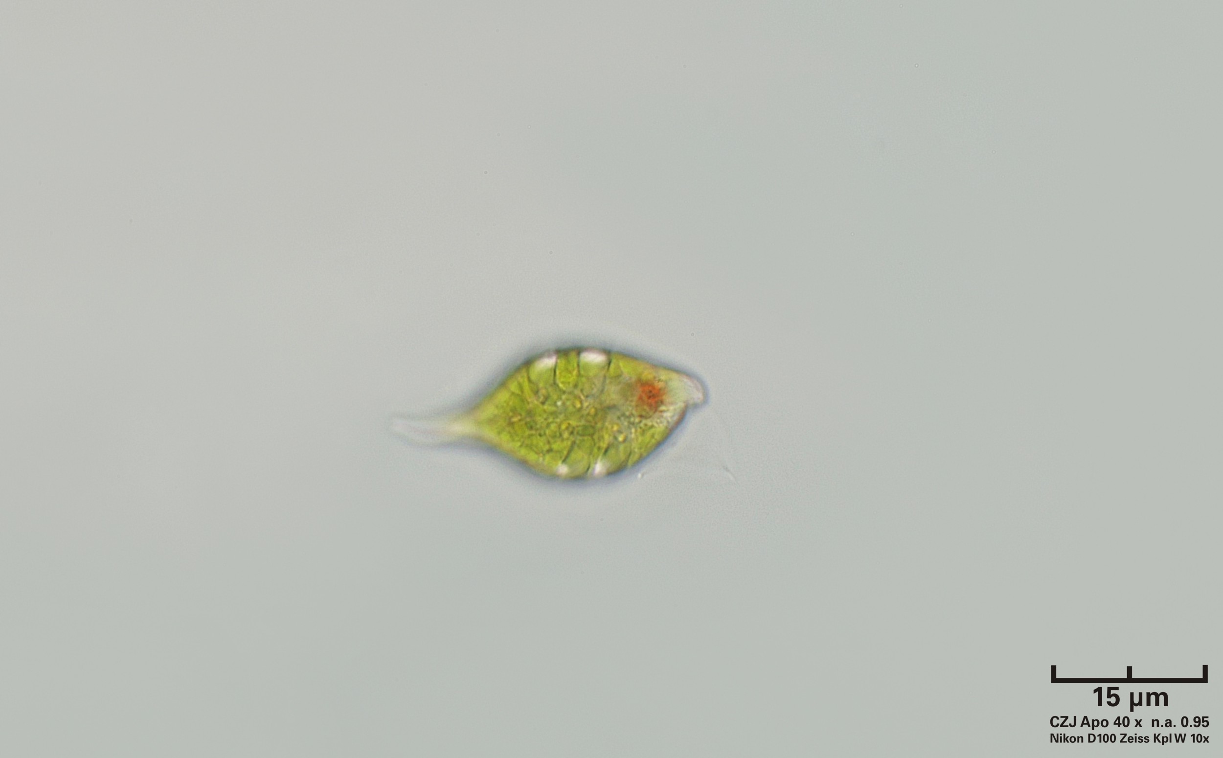 Euglena